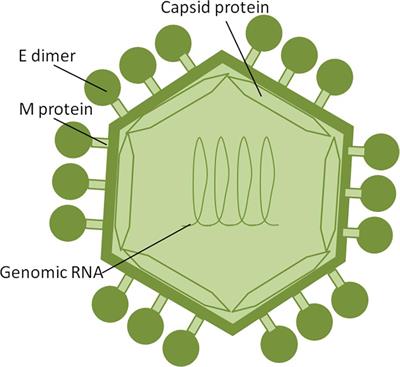 Zika Virus Transmission Through Blood Tissue Barriers